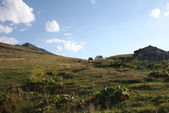 2010Yayla