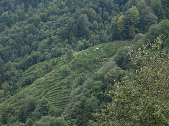 Austos2009