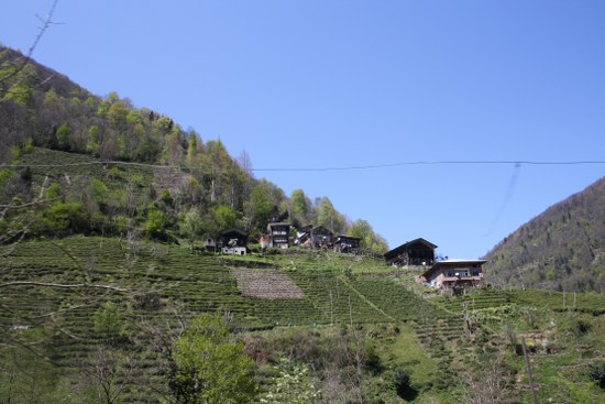 Nisan2010