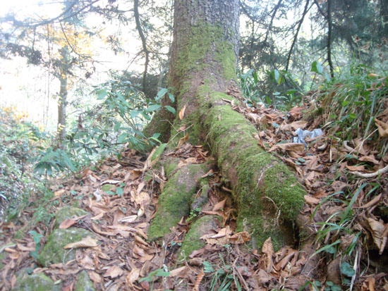 OsmanNuriKk